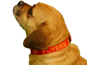 Dog Collar Adjustable Sizing-S<M<L<XL